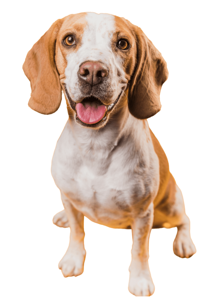 yappy services dog image A dog sitting on a white background.